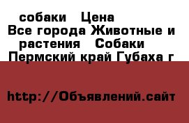 собаки › Цена ­ 2 500 - Все города Животные и растения » Собаки   . Пермский край,Губаха г.